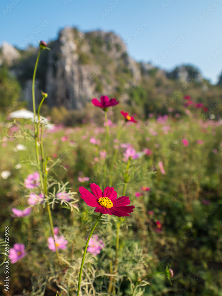 Obraz premium Cosmos flower