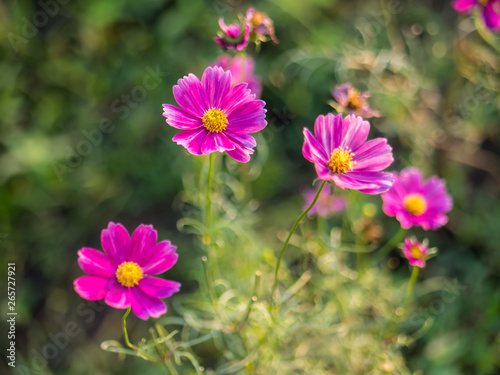 Cosmos flower