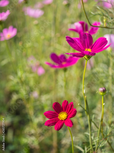 Cosmos flower