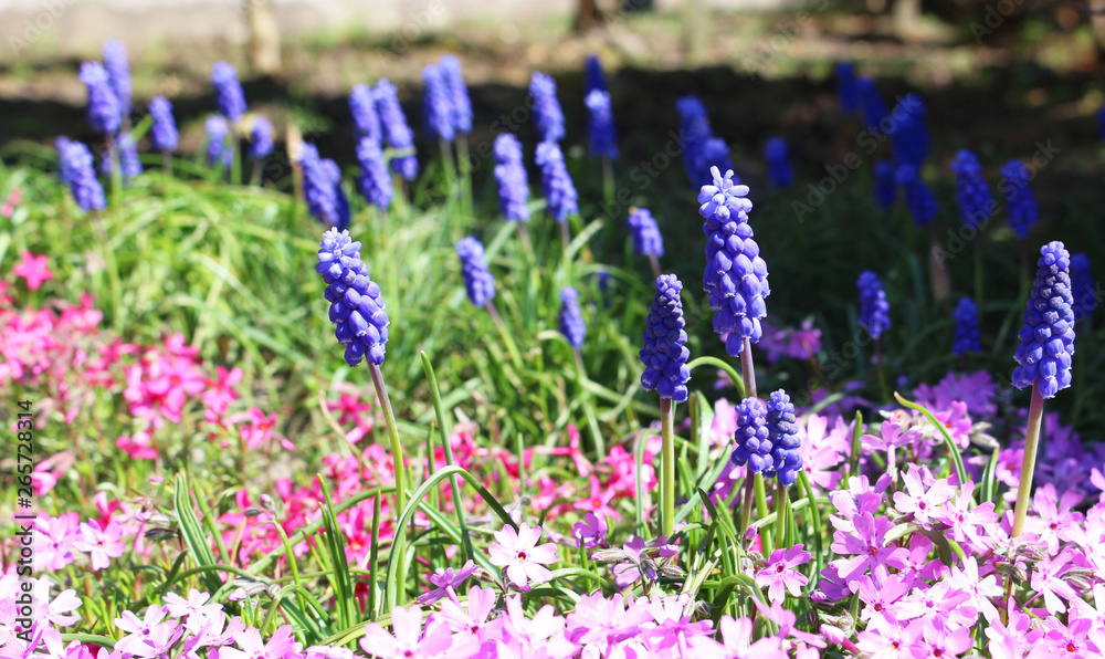 flower garden