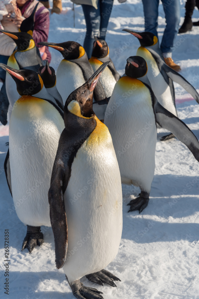 Fototapeta premium Penguin walking parade show on snow