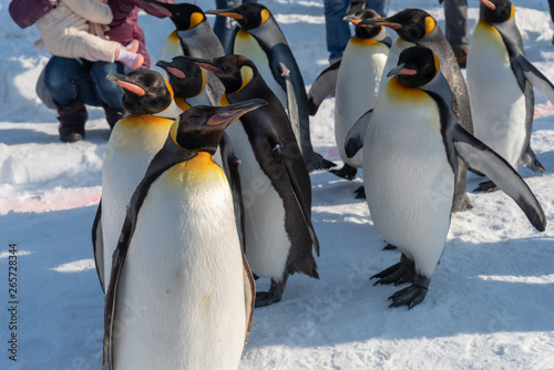 Penguin walking parade show on snow photo