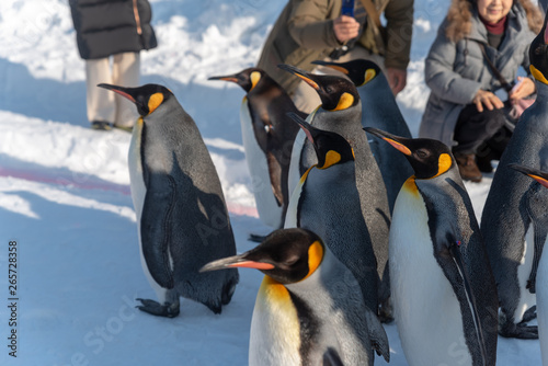 Penguin walking parade show on snow photo