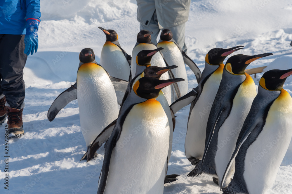 Fototapeta premium King Penguin walk for exercise