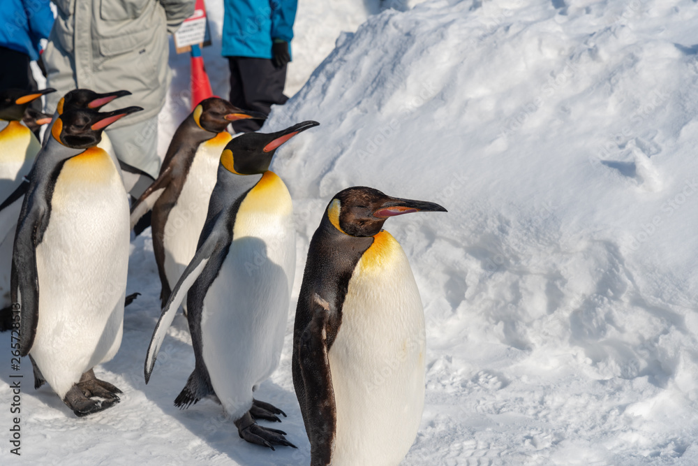 Fototapeta premium King Penguin walk for exercise