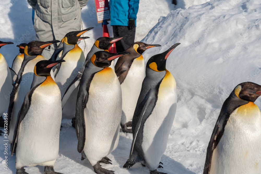 Fototapeta premium King Penguin walk for exercise