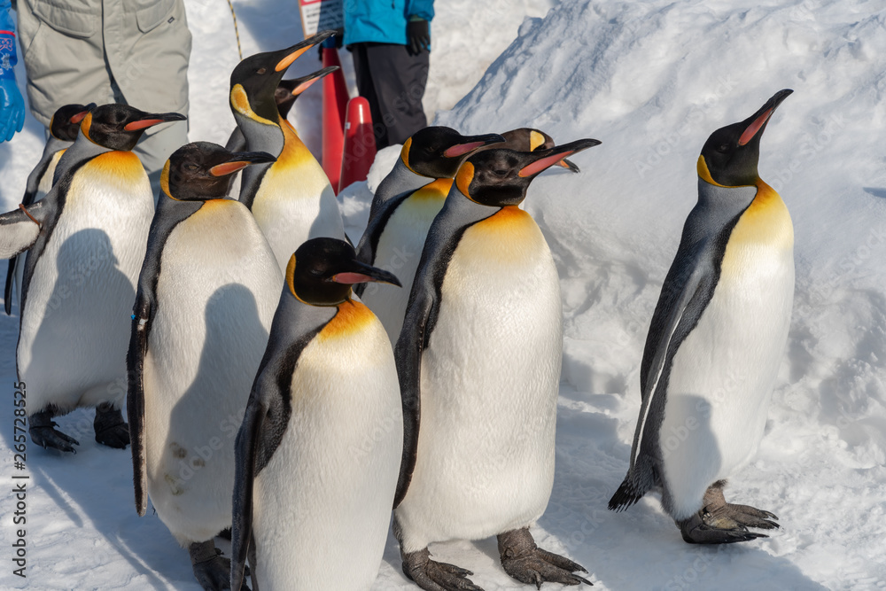 Fototapeta premium King Penguin walk for exercise