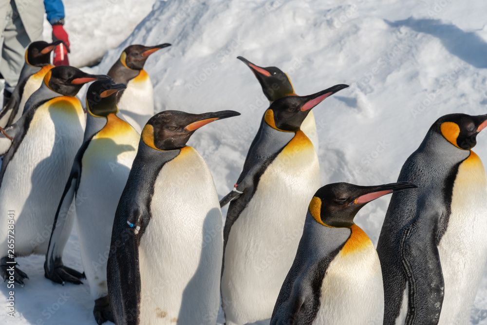 Fototapeta premium King Penguin walk for exercise