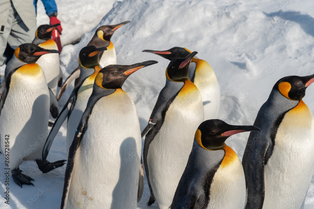 Fototapeta premium King Penguin walk for exercise
