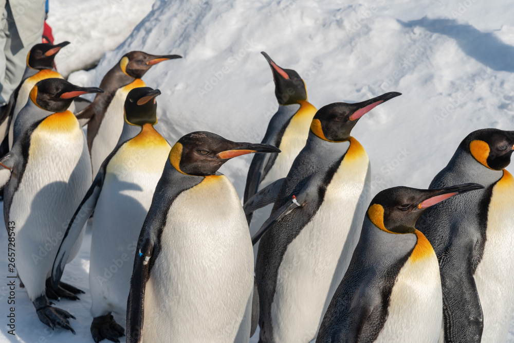 Fototapeta premium King Penguin walk for exercise