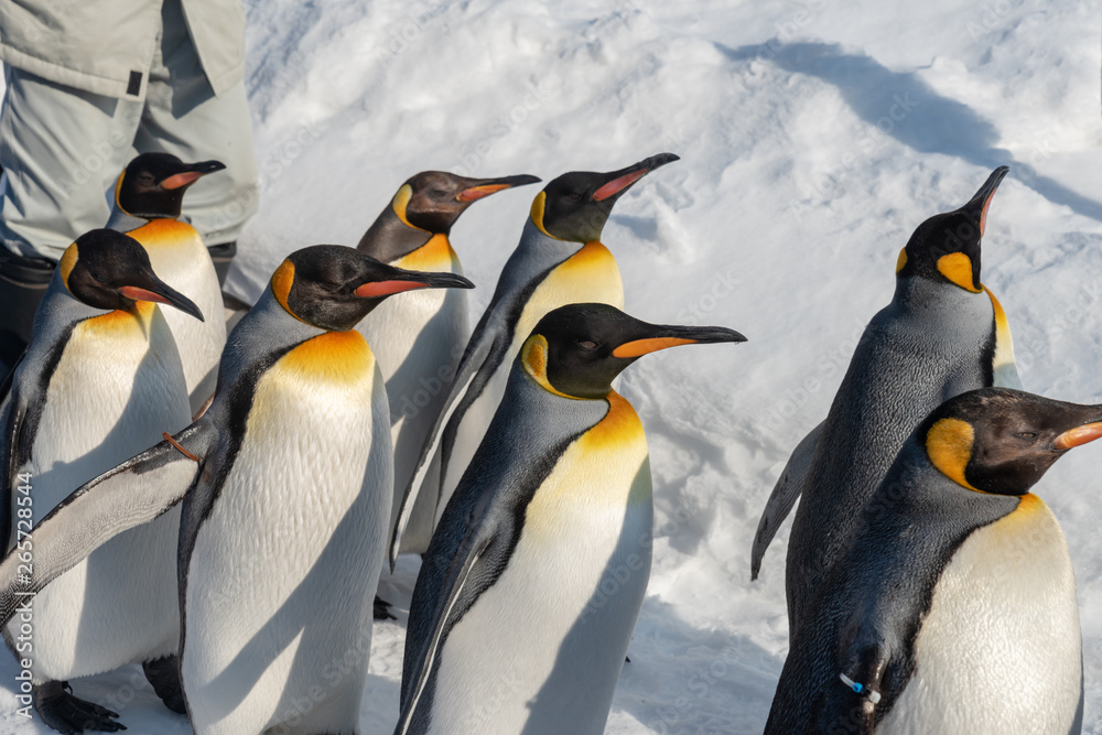 Fototapeta premium King Penguin walk for exercise