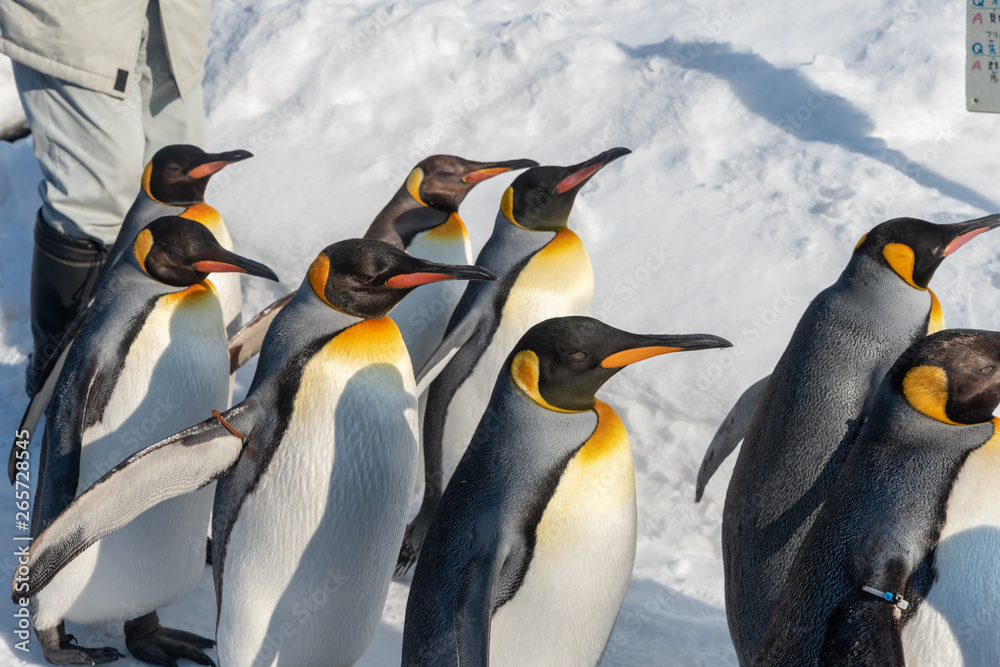 Obraz premium King Penguin walk for exercise