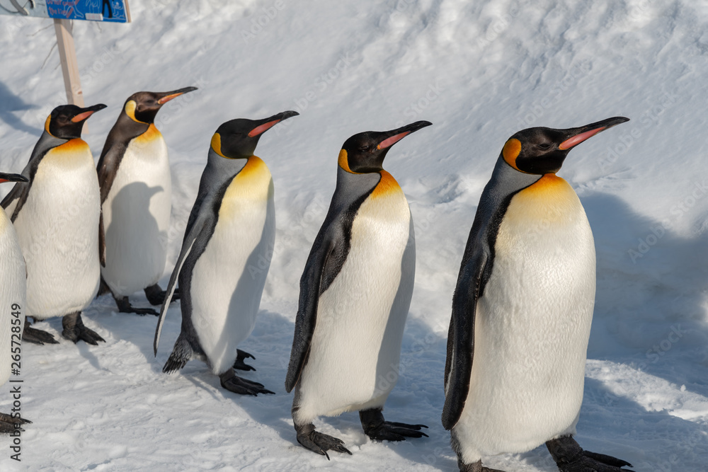 Obraz premium King Penguin walk for exercise