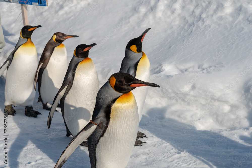 Obraz premium King Penguin walk for exercise