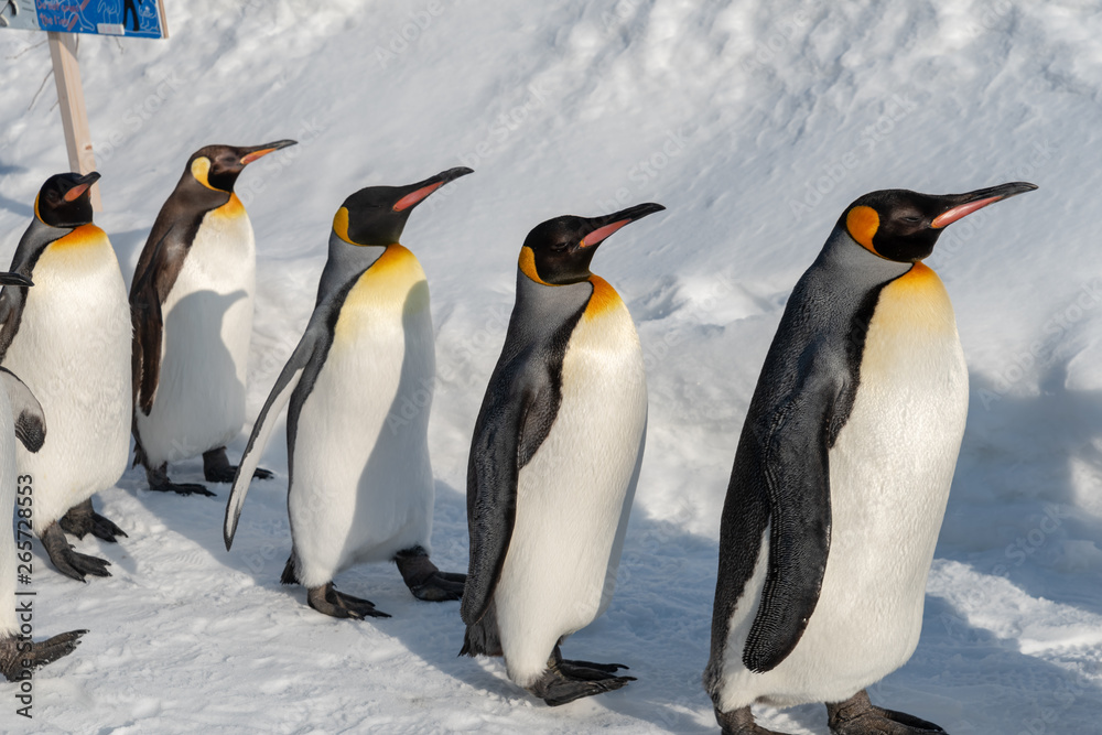Fototapeta premium King Penguin walk for exercise