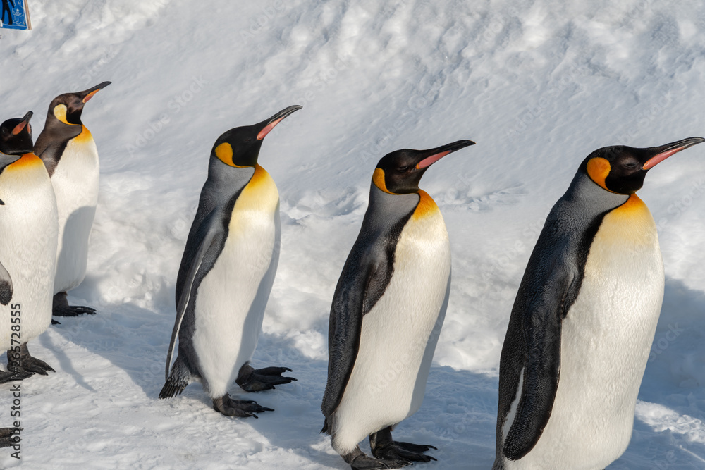 Fototapeta premium King Penguin walk for exercise