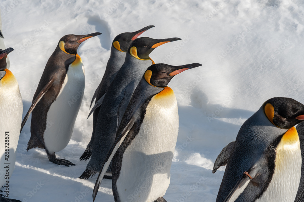 Fototapeta premium King Penguin walk for exercise