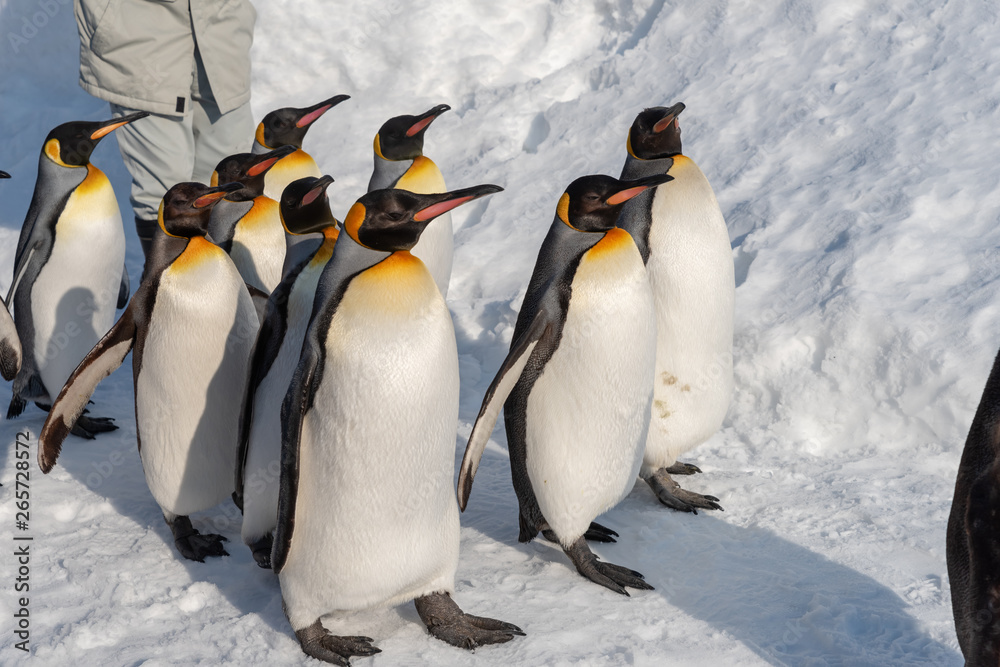 Obraz premium King Penguin walk for exercise
