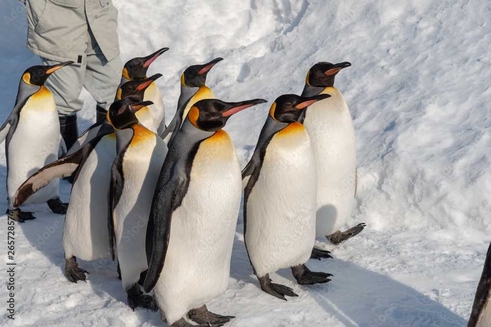 Fototapeta premium King Penguin walk for exercise