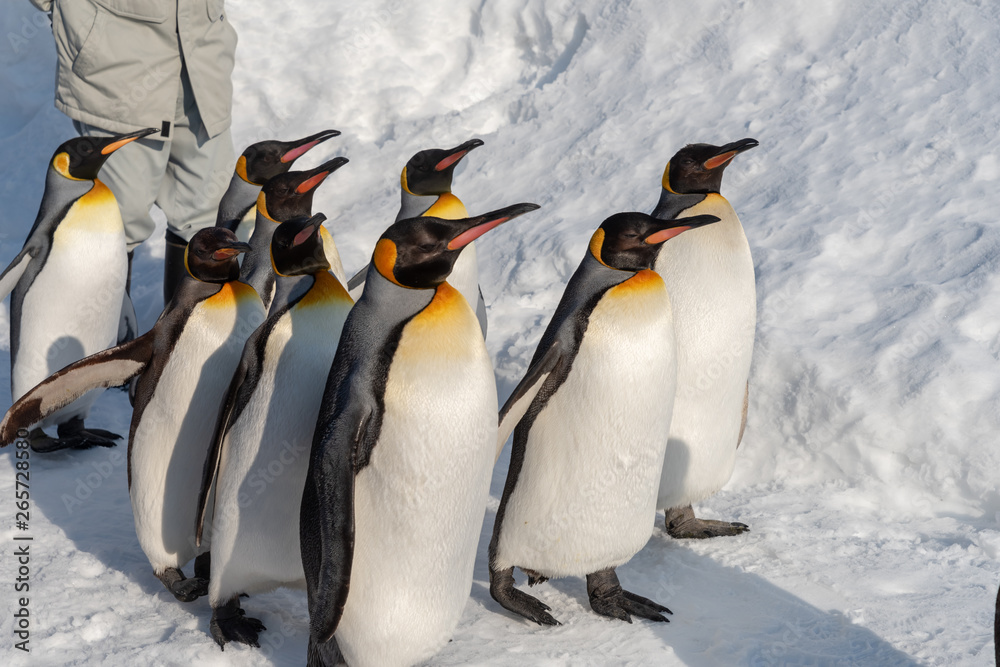 Obraz premium King Penguin walk for exercise