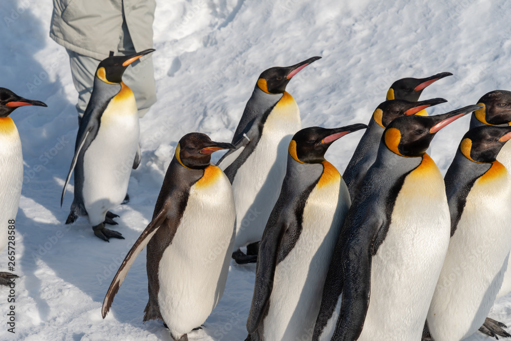 Fototapeta premium King Penguin walk for exercise