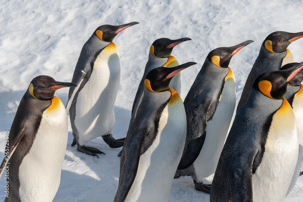Fototapeta premium Spacer pingwina królewskiego do ćwiczeń