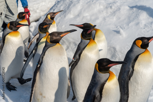 King Penguin walk for exercise