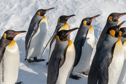 King Penguin walk for exercise