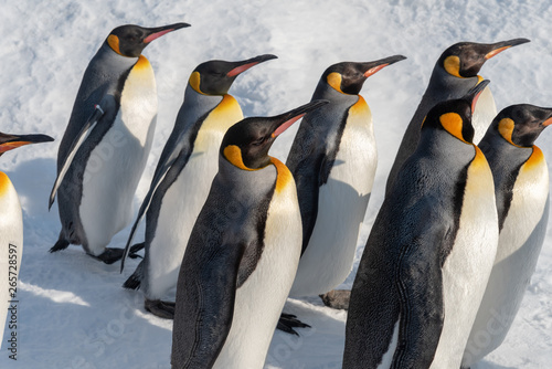 King Penguin walk for exercise