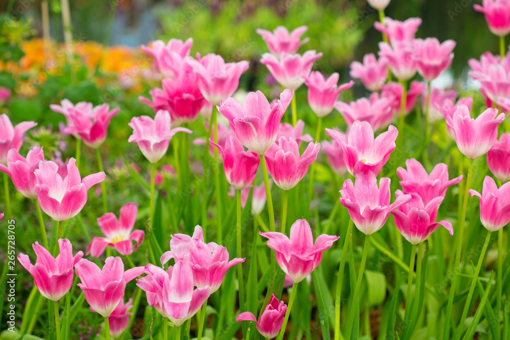 tulips tulips