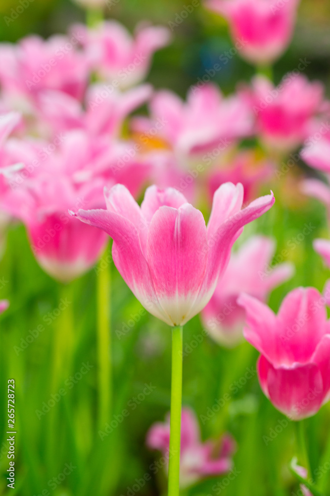 tulips tulips