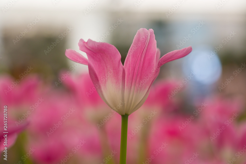 Fototapeta premium tulips