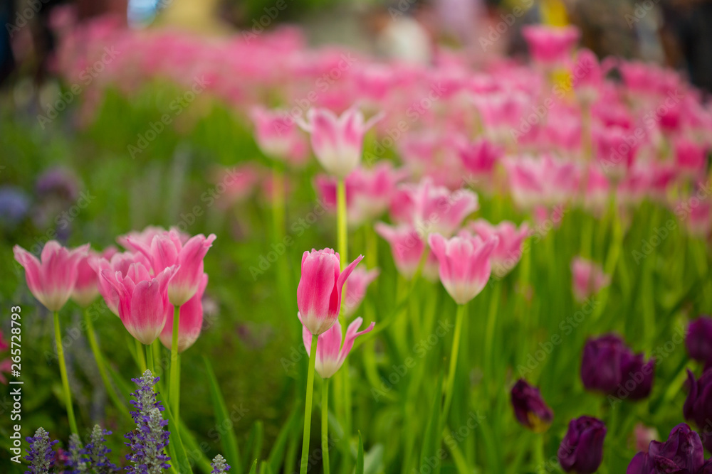 tulips tulips