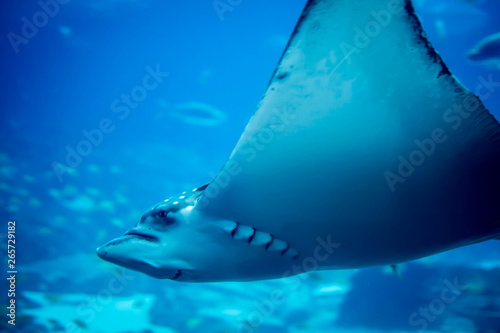 Close up of sting ray