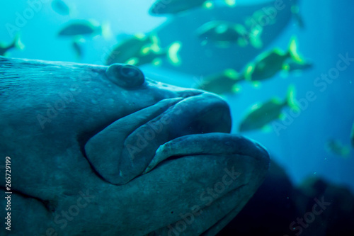 Giant grouper fish in aquarium tank