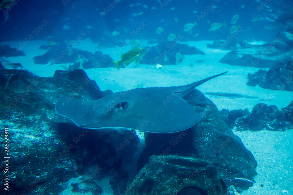 Close up of sting ray Close up of sting ray