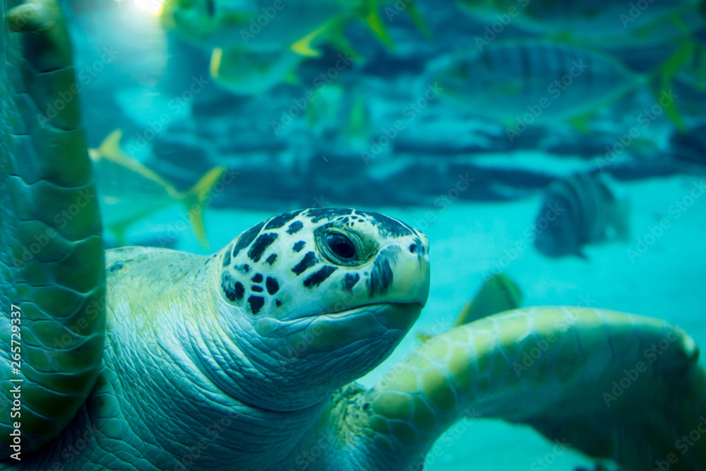 Fototapeta premium Close up of sea turtle