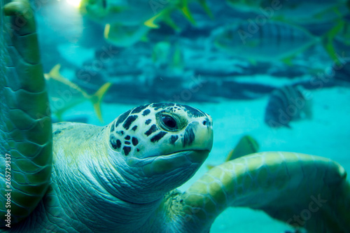 Close up of sea turtle