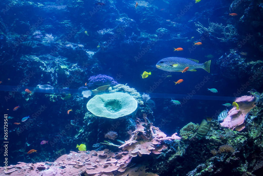 Fototapeta premium Group of colorful fish in aquarium