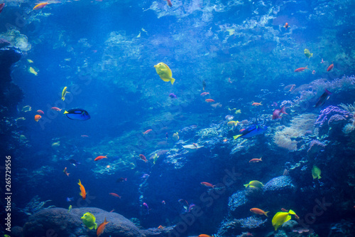 Fototapeta Naklejka Na Ścianę i Meble -  Variety of colorful fish swimming in aquarium