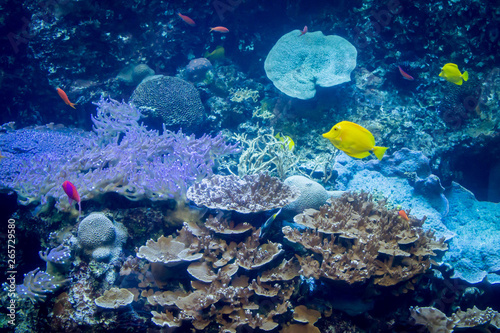 Fototapeta Naklejka Na Ścianę i Meble -  Variety of colorful fish swimming in aquarium