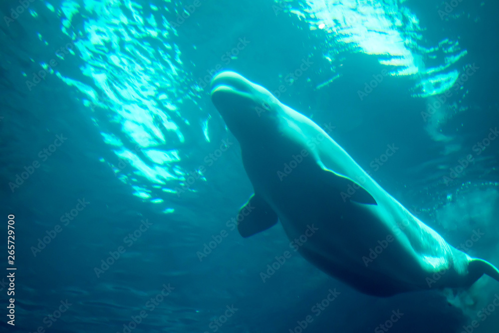 Obraz premium Under side of beluga whale 