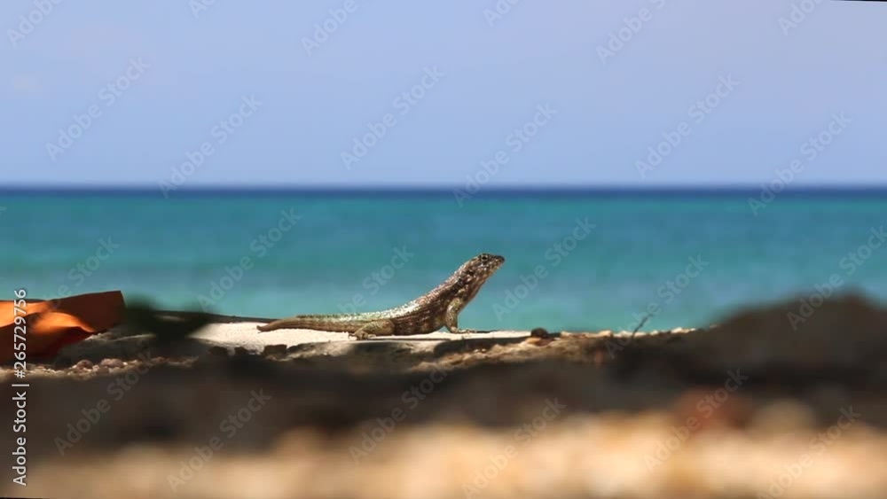 Caribbean Lizard laying on the beach on a sunny day in the island of Grand Cayman Caribbean Lizard laying on the beach on a sunny day in the island of Grand Cayman