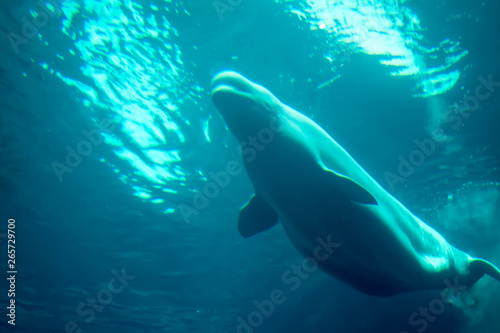Under side of beluga whale Fototapet