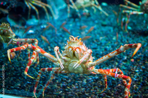 Close up of Japanese Spider Crab photo