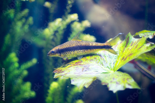 Solo yellow fish with black stripe photo