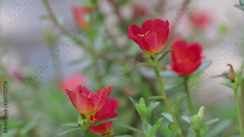 Common Purslane, Portulaca oleracea bloom, time lapse.