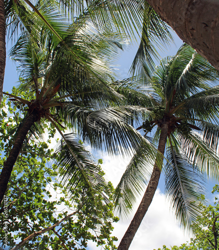 palmiers 