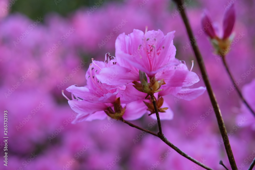 pink flower in garden