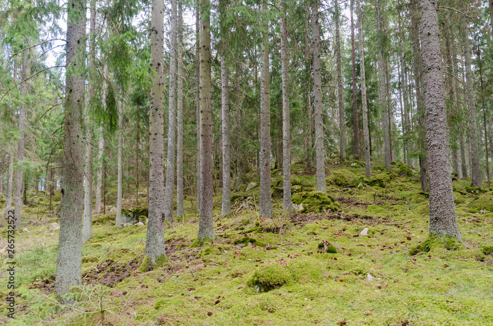 Green mossy ground in a coniferous spruce tree forest Green mossy ground in a coniferous spruce tree forest